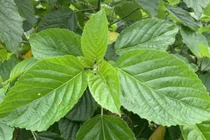 Chữa táo bón bằng lá lộc mại, người phụ nữ bị suy gan, suy thận