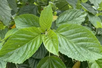 Chữa táo bón bằng lá lộc mại, người phụ nữ bị suy gan, suy thận