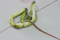 Truyền huyết thanh kháng nọc, cứu nhiều trường hợp bị rắn đuôi đỏ cắn