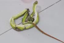 Truyền huyết thanh kháng nọc, cứu nhiều trường hợp bị rắn đuôi đỏ cắn