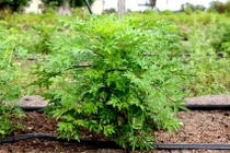 Loại rau hoang dã không chỉ ngon mà còn có nhiều công dụng tuyệt vời