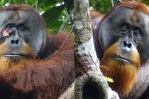 Kinh ngạc đười ươi biết tự đắp thảo dược để chữa lành vết thương hở