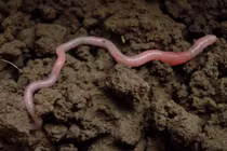 Vì sao giun đất bị đứt đoạn lại "tái sinh" được?
