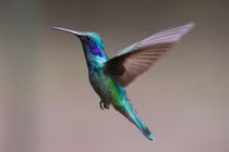 Thú vị loài chim nhỏ xíu có khả năng bay lùi, thích ăn mật hoa