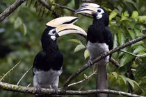 Loài chim có mỏ sừng độc đáo, "nói không với.... ngoại tình"