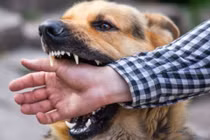 Sau 1 tháng bị chó nhà cắn, bé trai 7 tuổi tử vong