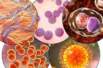 7 loại bệnh lây truyền qua đường tình dục phổ biến thường gặp