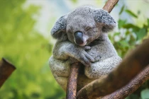 Thú vị loài động vật “lười” nhất thế giới, ngủ 22 tiếng mỗi ngày