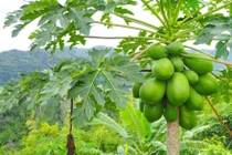 Tưởng chừng thứ bỏ đi nhưng lá đu đủ chứa vô vàn lợi ích sức khỏe