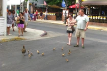 Khám phá Kauai nơi cư trú của hàng nghìn con gà rừng