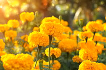 Lợi ích tuyệt vời của hoa cúc vạn thọ, ít ai biết