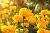 Lợi ích tuyệt vời của hoa cúc vạn thọ, ít ai biết