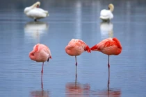 Loài chim thích đứng một chân, xinh đẹp tuyệt mỹ nhưng cực kỳ thủy chung