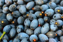 Loại quả được ví như "vàng đen" của mùa thu, giúp cân bằng đường huyết