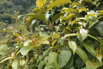 Loại lá dại có vị chua chua, thanh mát giúp tiêu viêm, giải nhiệt