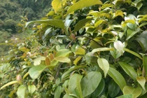 Loại lá dại có vị chua chua, thanh mát giúp tiêu viêm, giải nhiệt