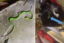 Tưởng rắn lục đuôi đỏ là lá cây, nam sinh 15 tuổi bị cắn nguy kịch