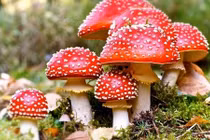 Ăn nấm lạ hái trên rẫy, 6 người phải nhập viện cấp cứu