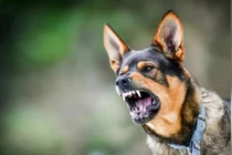 Bé trai 11 tuổi tử vong sau 2 tháng bị chó dại cắn