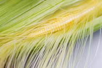 "Tinh hoa" của bắp ngô người Việt thường tiện tay ném bỏ