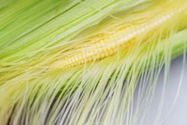 "Tinh hoa" của bắp ngô người Việt thường tiện tay ném bỏ