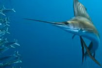 Loài cá được mệnh danh "Vua tốc độ dưới đáy biển"