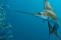 Loài cá được mệnh danh "Vua tốc độ dưới đáy biển"