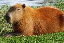 Loài chuột được mệnh danh "cái ghế biết đi" thích "giao du" với loài ăn thịt