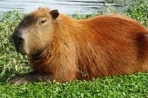 Loài chuột được mệnh danh "cái ghế biết đi" thích "giao du" với loài ăn thịt