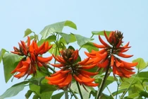 6 công dụng tuyệt vời của cây vông nem đối với sức khỏe