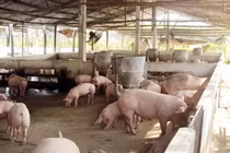 Vi phạm về môi trường, ba trang trại heo ở Quảng Bình bị xử phạt