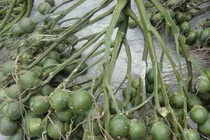 Loại quả được ví như "cây vàng", nhiều lợi ích sức khoẻ tuyệt vời