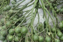 Loại quả được ví như "cây vàng", nhiều lợi ích sức khoẻ tuyệt vời