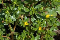 Loại rau dại mọc đầy ruộng vườn, bất ngờ thành đặc sản 'hút khách'