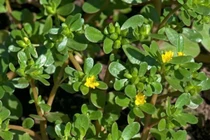 Loại rau dại mọc đầy ruộng vườn, bất ngờ thành đặc sản 'hút khách'