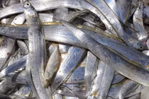 Loại cá được ví như "kho báu" chống vi khuẩn, cực giàu selen