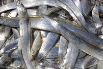 Loại cá được ví như "kho báu" chống vi khuẩn, cực giàu selen