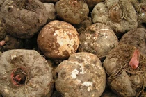 Loại rau củ được ví như “insulin tự nhiên”, “thuốc hạ đường huyết”