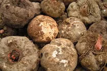 Loại rau củ được ví như “insulin tự nhiên”, “thuốc hạ đường huyết”