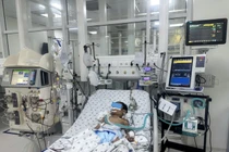 Bị ong vò vẽ đốt 70 vết, bé trai 7 tuổi tổn thương đa cơ quan