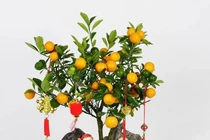 Loại cây giúp thanh lọc không khí, tượng trưng tài lộc ngày Tết