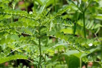 Loài cây mọc hoang khắp nơi không ngờ có công dụng tốt cho sức khoẻ