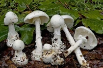 Hai em nhỏ tử vong nghi do ăn phải nấm độc