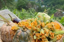 Loại hoa được ví như "rau toàn năng" giúp thanh nhiệt, kháng viêm, tiêu độc