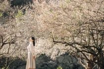 Gợi ý điểm du xuân ngắn ngày tại miền Bắc dịp Tết 2024