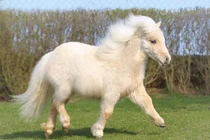 Thú vị loài ngựa lùn độc nhất thế giới, "nhỏ nhưng có võ"