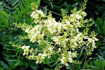 Lợi ích của hoa hòe đối với sức khỏe