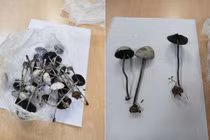 Loạn thần, ảo giác sau khi ăn nấm mọc trong vườn nhà