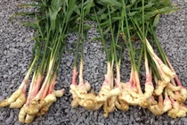 10 loại cây gia vị tốt cho sức khỏe, dễ trồng tại nhà