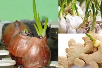 Loại củ mọc mầm "độc hơn thạch tín", tuyệt đối không nên ăn 